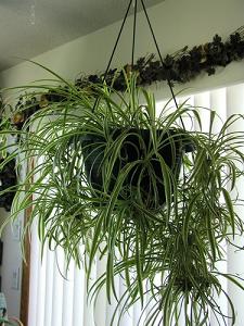 spider plant-air-purifying plants, Milford, Wellesley MA